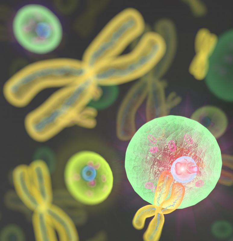 What Are Somatic Cells Somatic biology ZBQWU