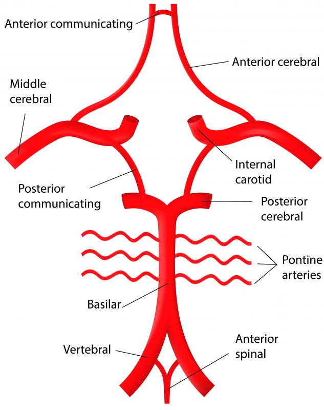 Arteries Of Brain Cerebral Arterial Circle Anterior Cerebral Artery ...