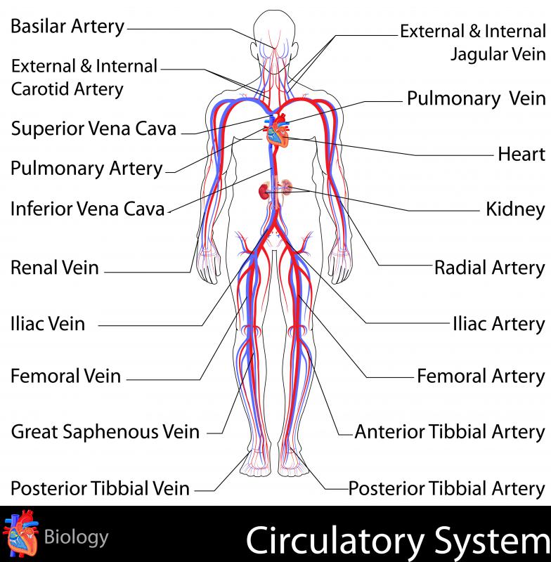 Aorta Function