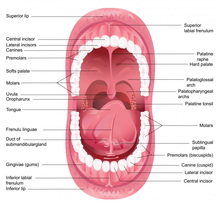 mouth teeth diagram