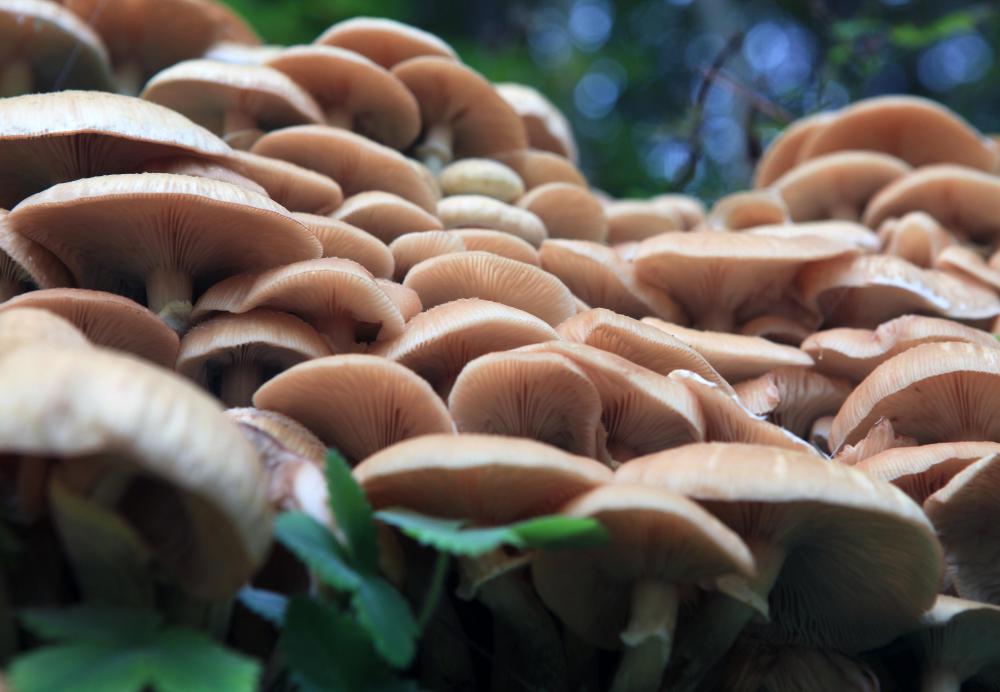 how-many-species-of-fungi-are-there-with-pictures