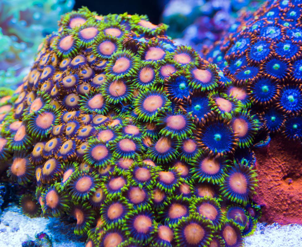 What is the Difference Between Sponges and Coral?