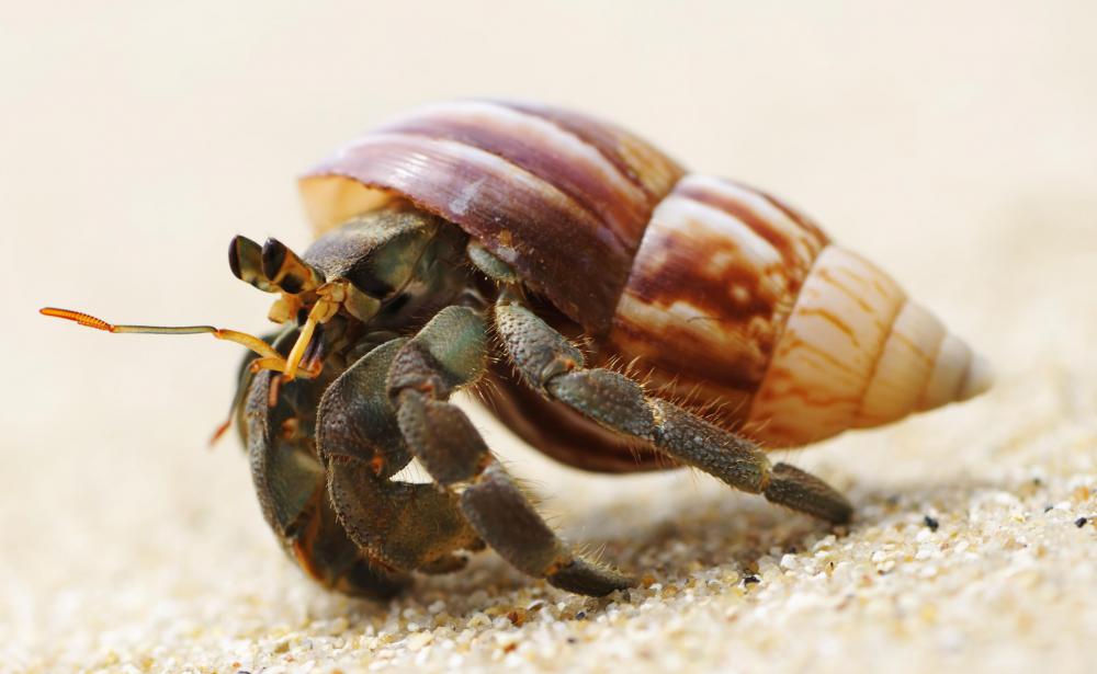 how-can-i-care-for-my-hermit-crab-with-pictures