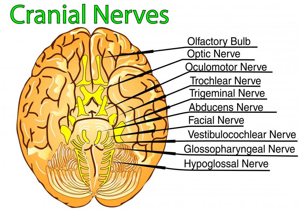 Diagram Of All Cranial Nerves