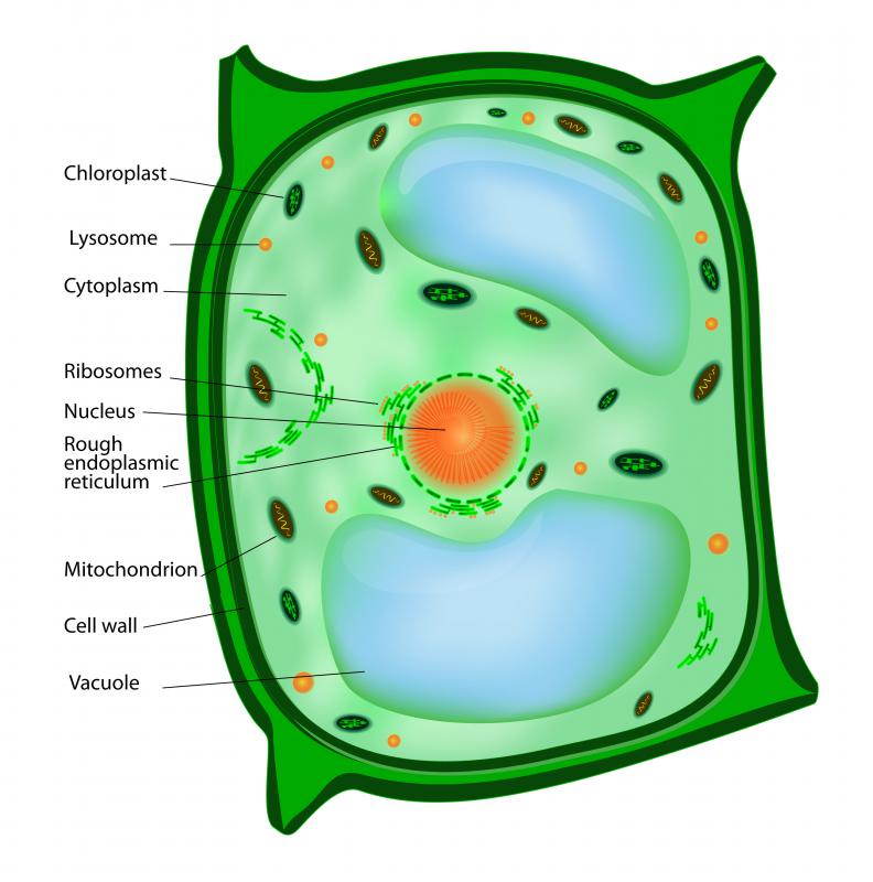 Lysosomes In A Cell