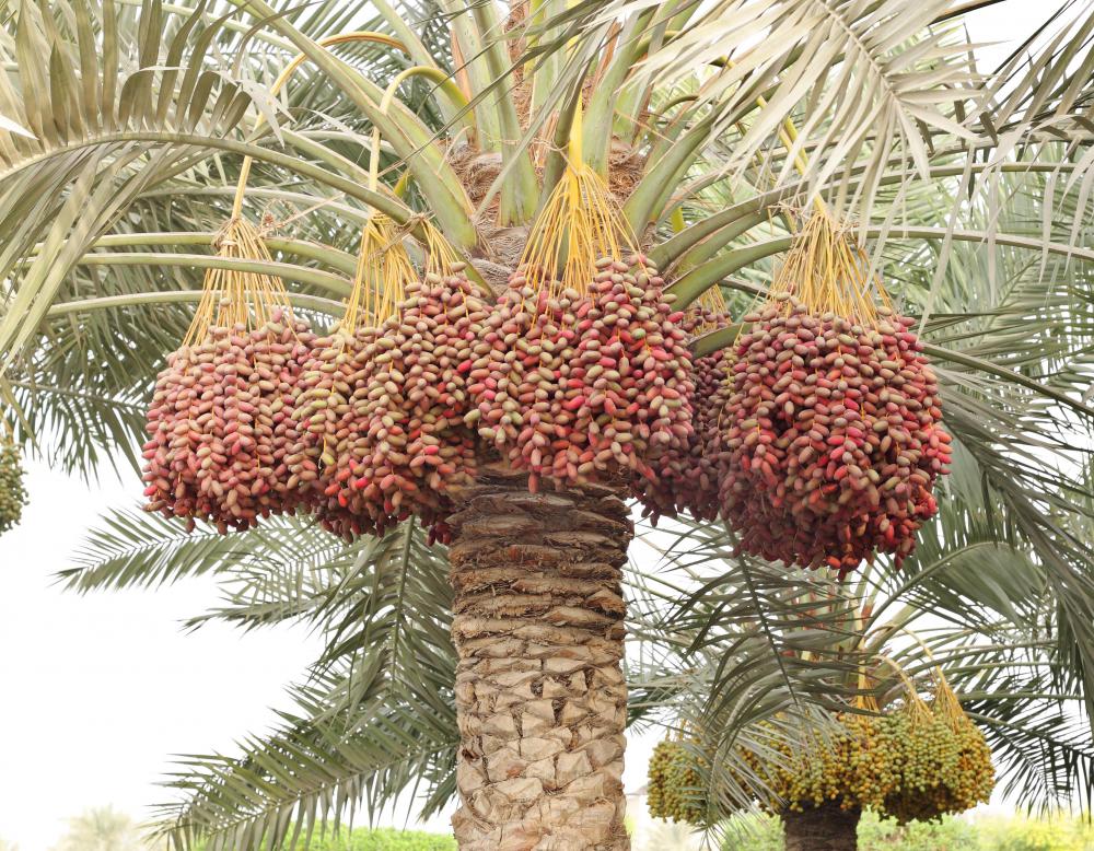 What Are Dried Dates with Pictures 