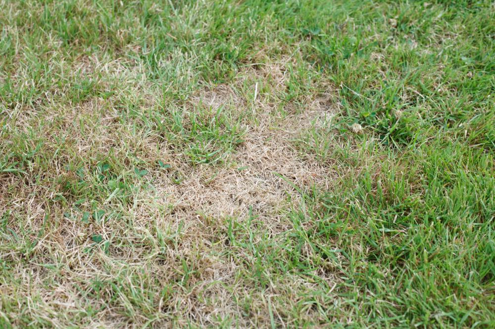 What can I do About a Yellow Lawn? (with pictures)