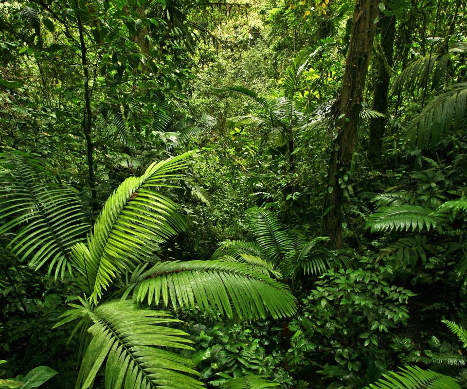 What is the World's Largest Rainforest? (with pictures)