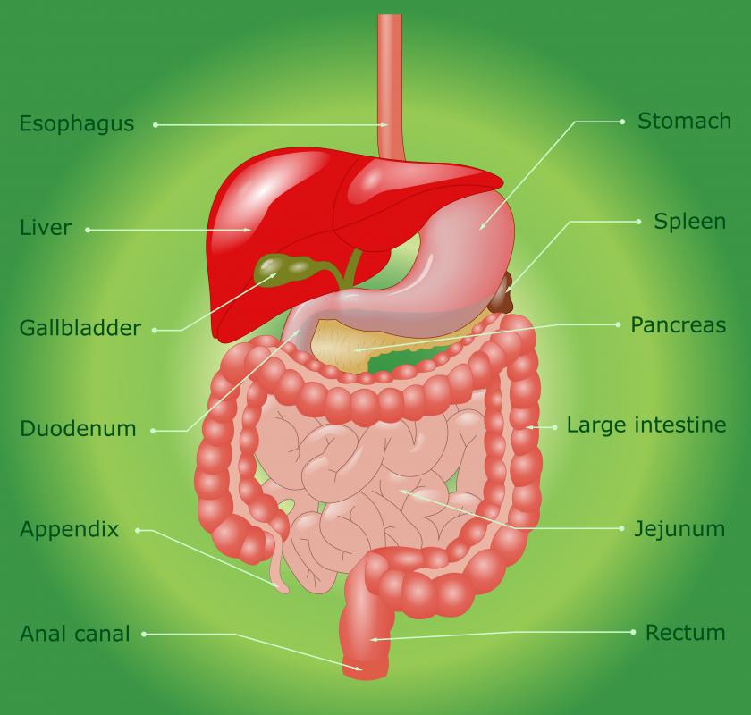 Human Esophagus Diagram