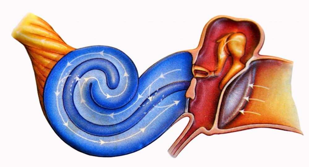 What is Fluid in the Ear? (with pictures)