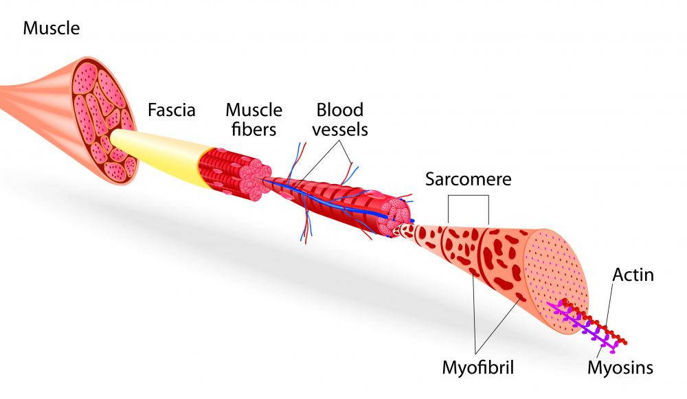 What Are the Functions of Skeletal Muscles? (with pictures)