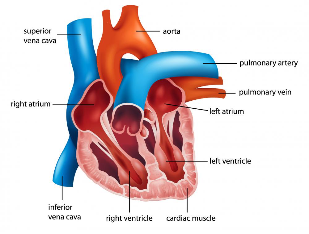 Where Is The Vena Cava In The Heart