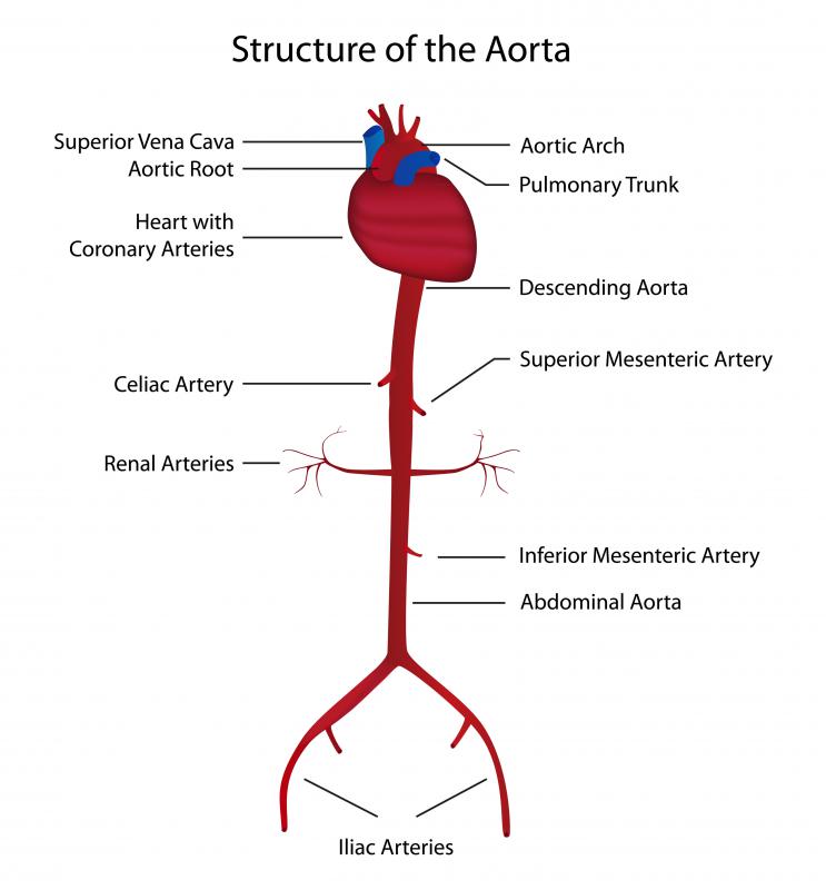 Anatomy Abdominal Aorta Branches