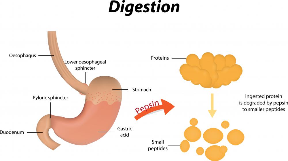 Enzymes That Digest Proteins In The Small Intestine at Lizzie Henry blog