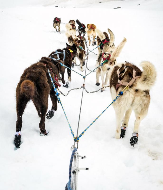 sled dog booties