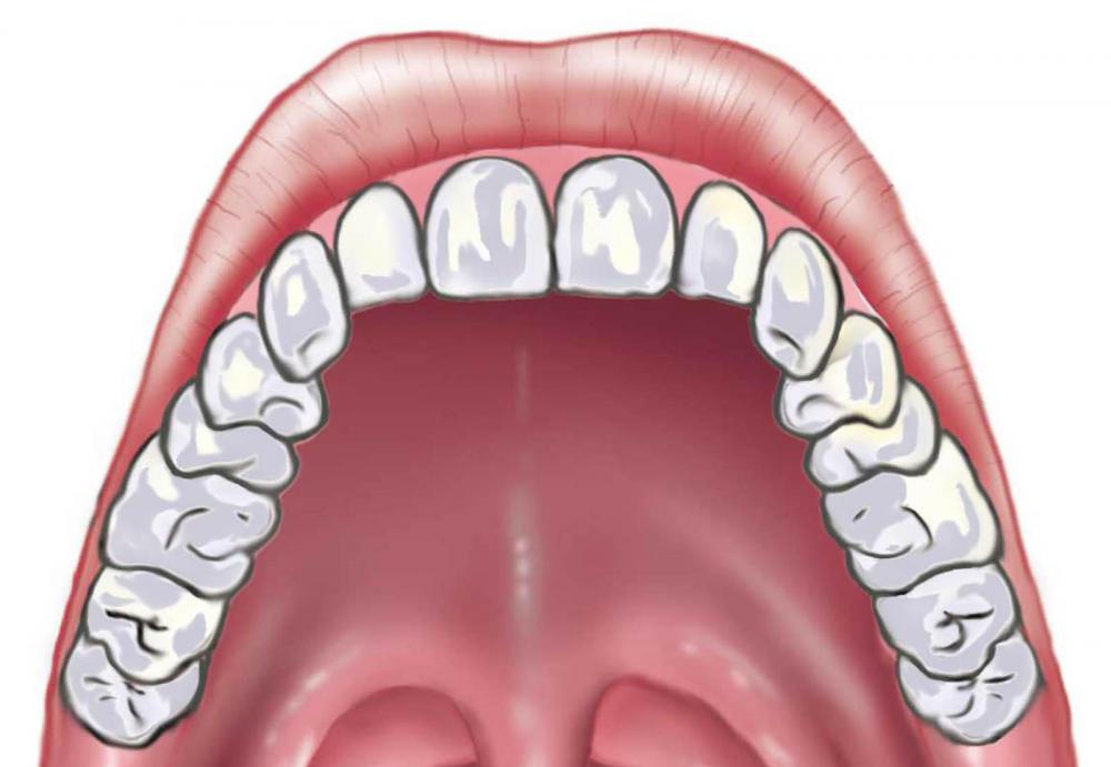 What Is The Rugae In The Mouth