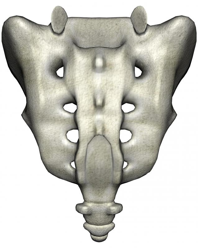 is the sacrum a flat bone