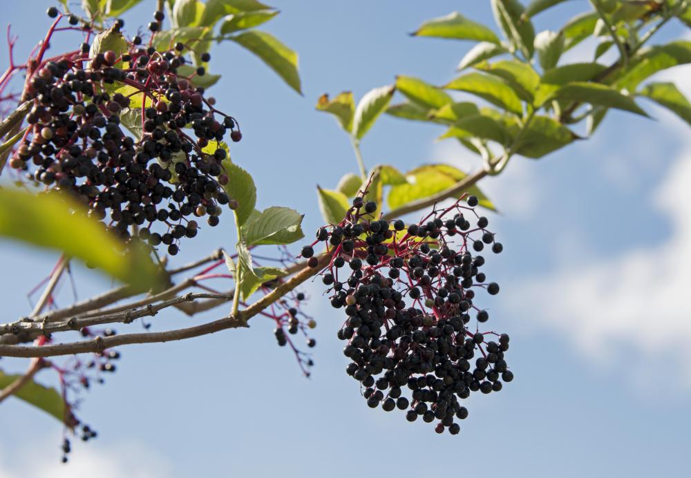 images of elderberries