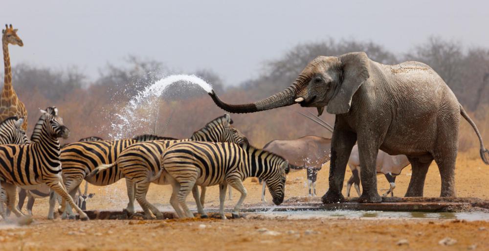 Elephant Spraying Water At Zebras 