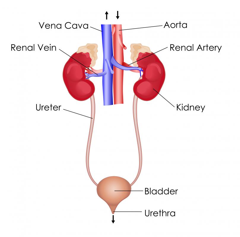 What Is the Structure of the Urinary System? (with pictures)