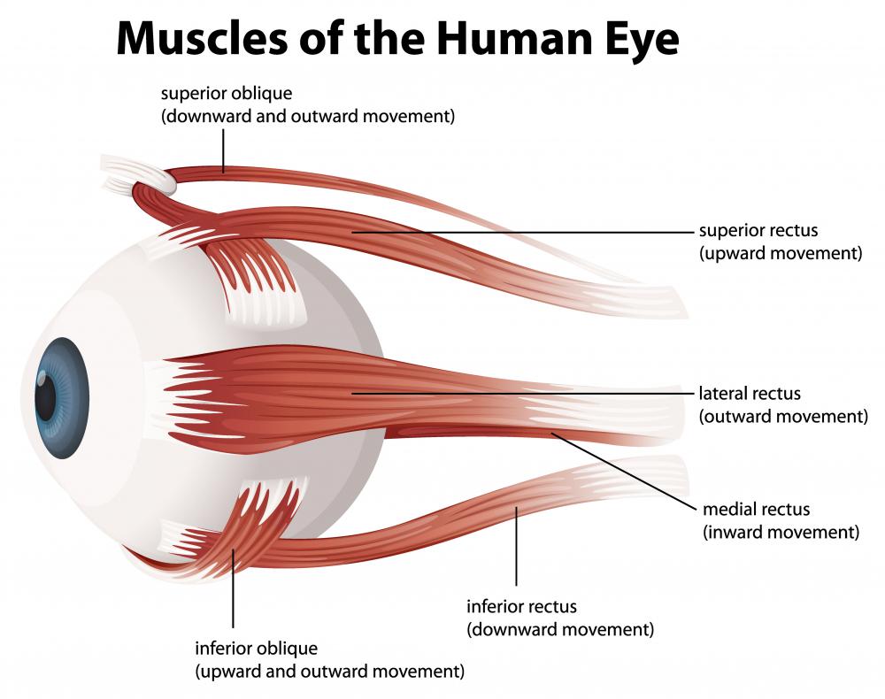 What Is the Inferior Rectus Muscle? (with pictures)