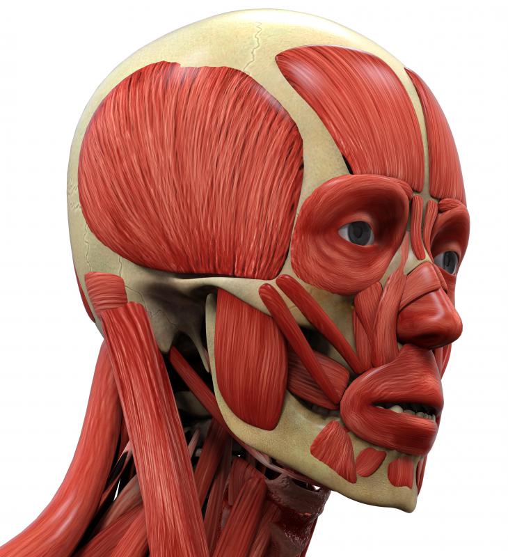 What Is the Facial Skeleton? (with pictures)