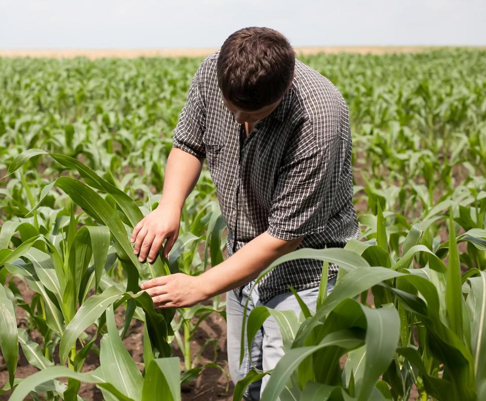 bumper crop Meaning & Origin