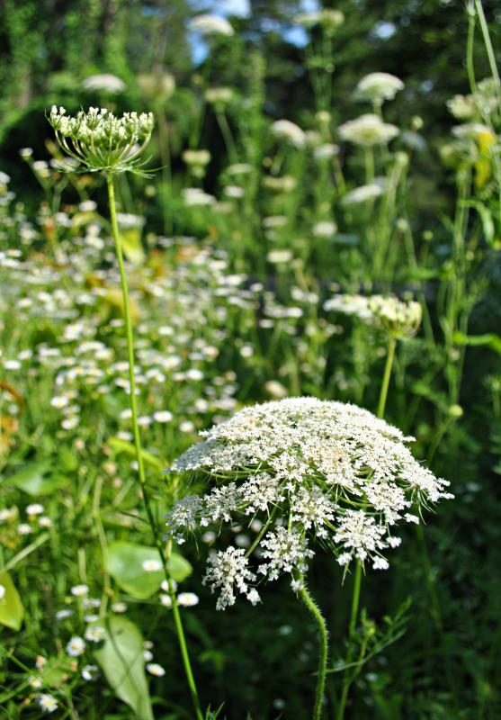 What are the Different Types of Poisonous Flowers?