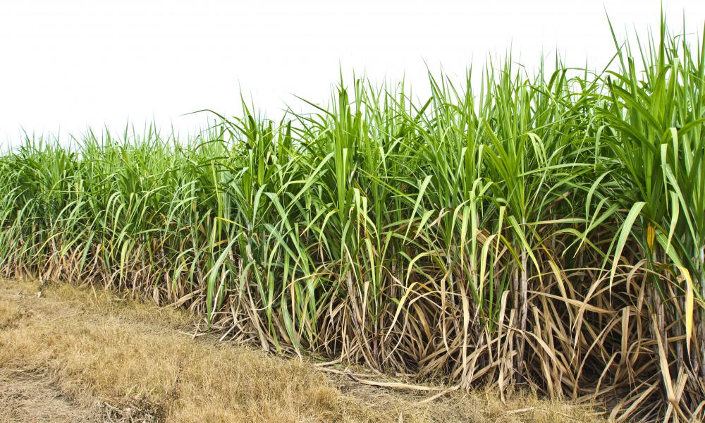 What is Sugar Cane Ethanol? (with pictures)