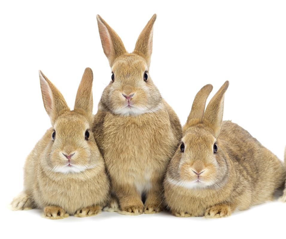 are rabbits nocturnal or diurnal