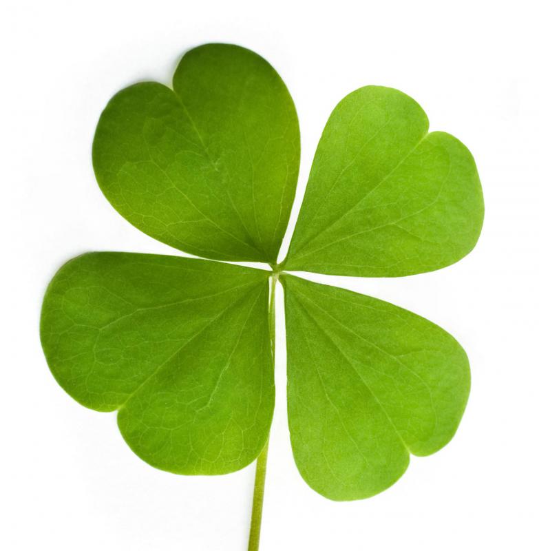 how-do-i-find-a-four-leaf-clover-with-pictures