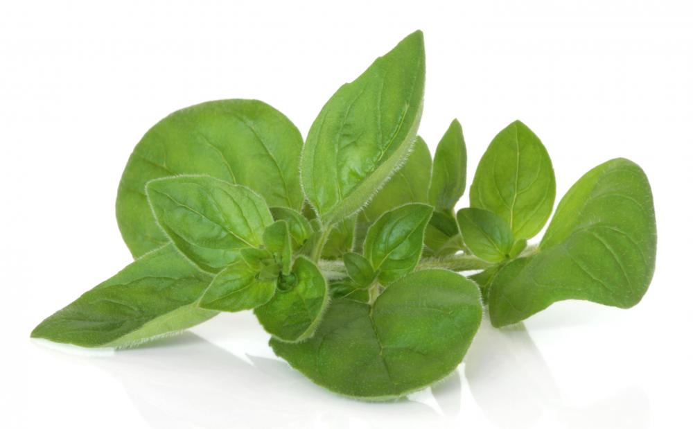 What is Marjoram? (with pictures)