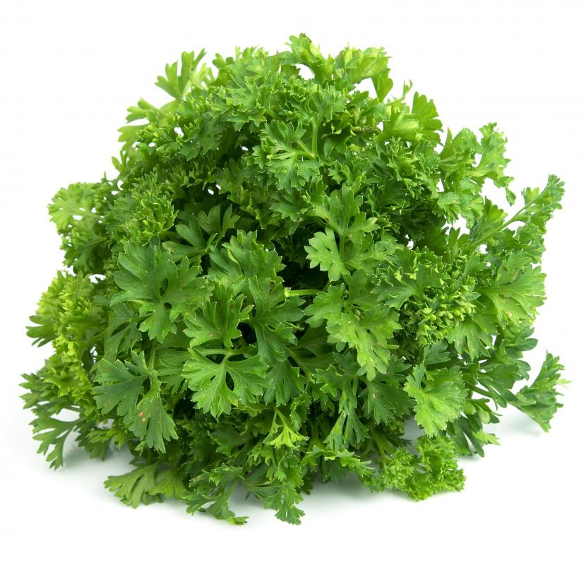 What Is Parsley Root With Pictures