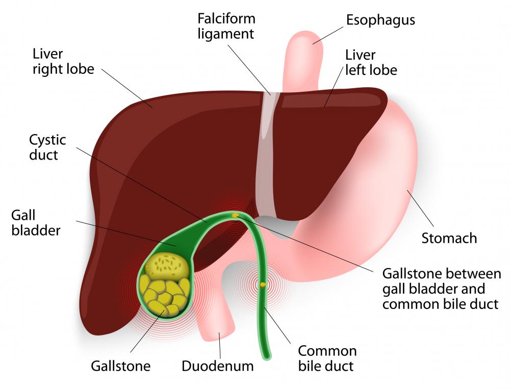 What Are The Medical Uses Of Ox Bile   With Pictures