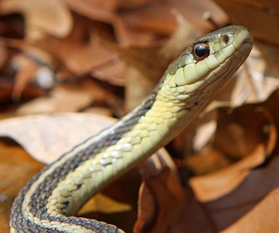 what-is-a-checkered-garter-snake-with-pictures