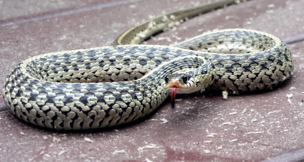 10-most-common-snakes-in-america-insider-monkey