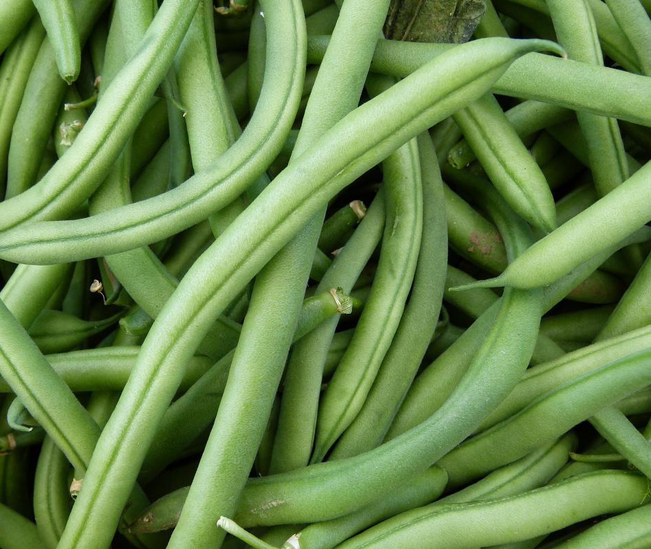 what-are-string-beans-with-pictures