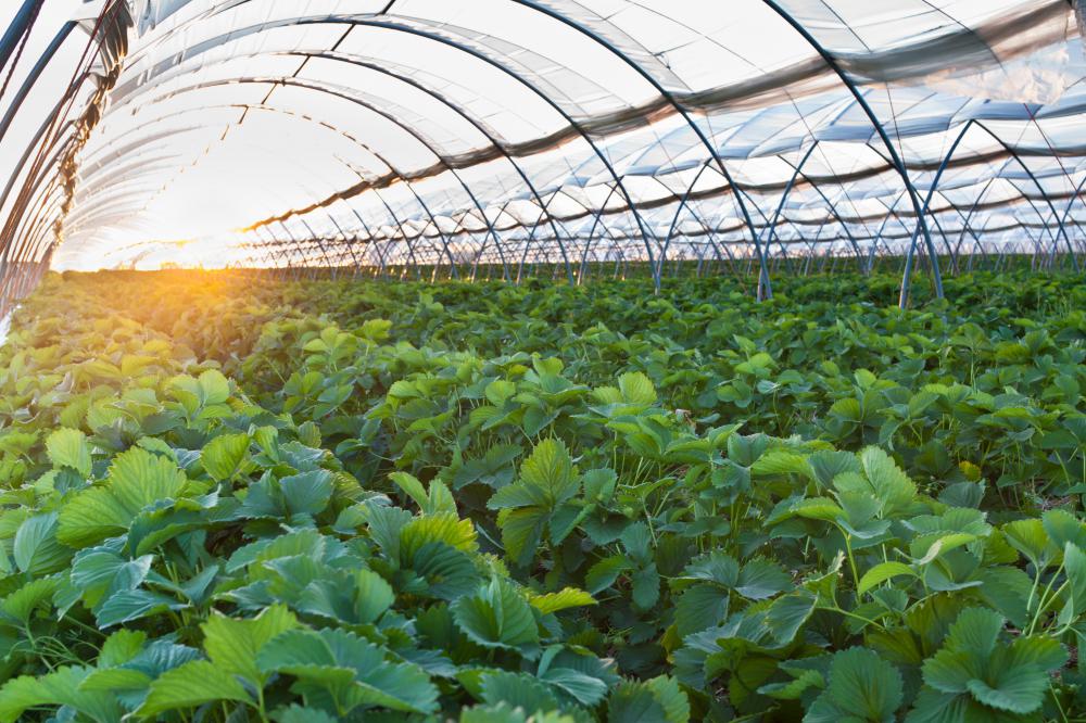 What Is Greenhouse Farming with Pictures what-is-greenhouse-farming-with-pictures