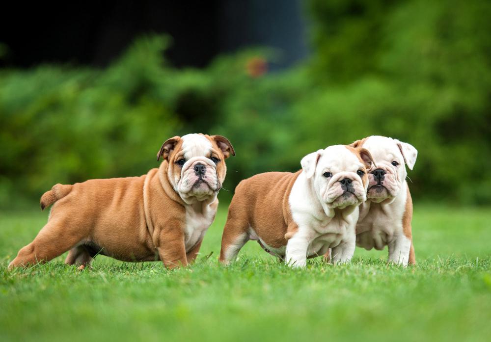 family of bulldogs