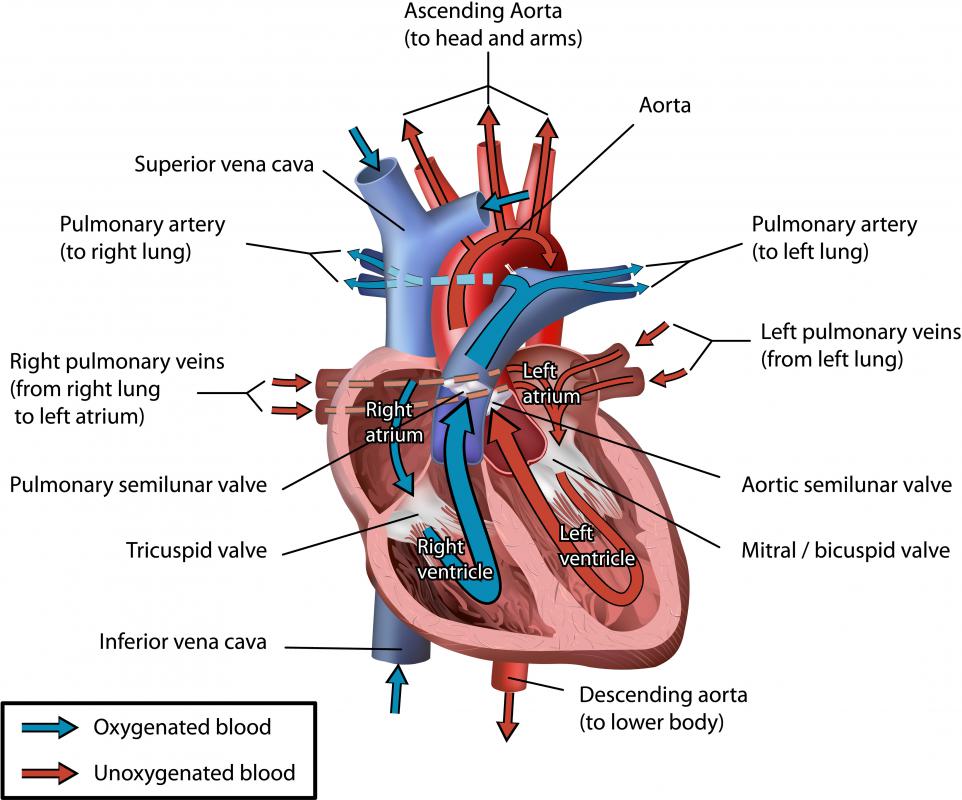 What Are The Papillary Muscles With Pictures