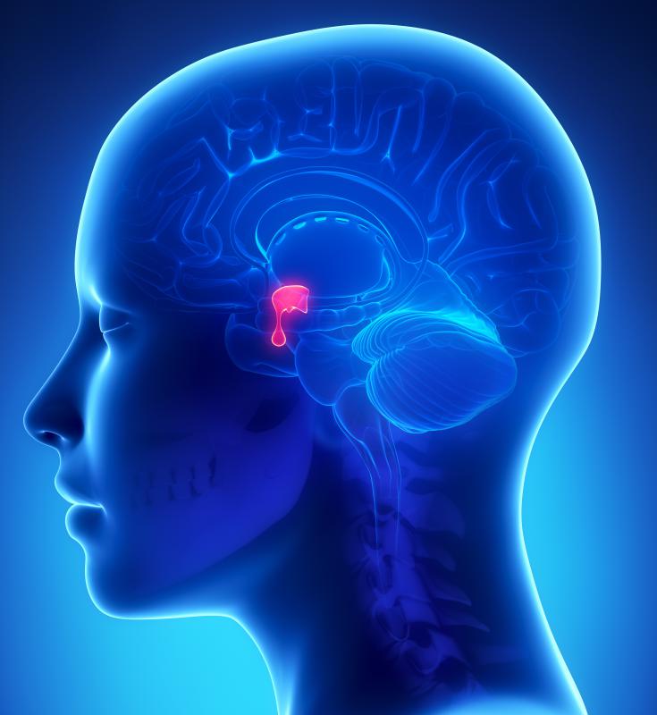 pituitary adrenal glands