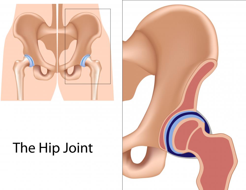 Which Type Of Joint Allows Movement In All Directions Socratic