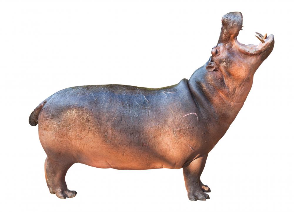 what-is-the-plural-of-hippopotamus-with-pictures