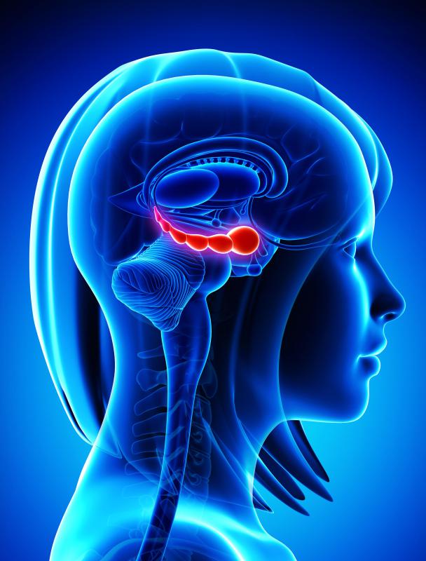 What Is The Limbic System with Pictures 