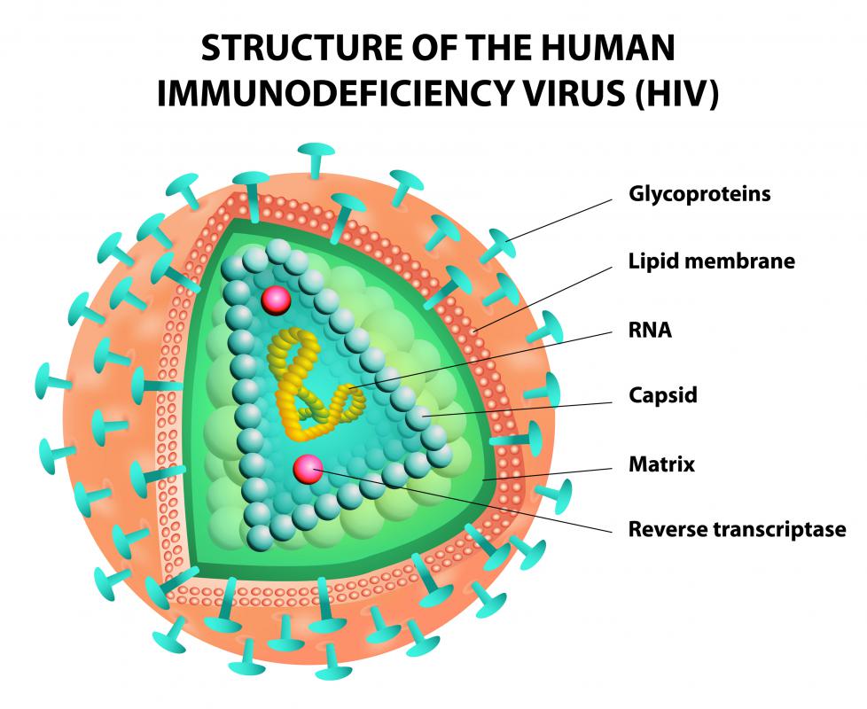 Hiv Cell Diagram