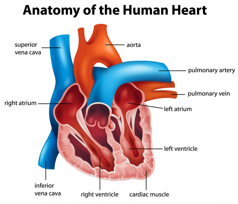 Coronary Sinus Anatomy Anatomy Drawing Diagram