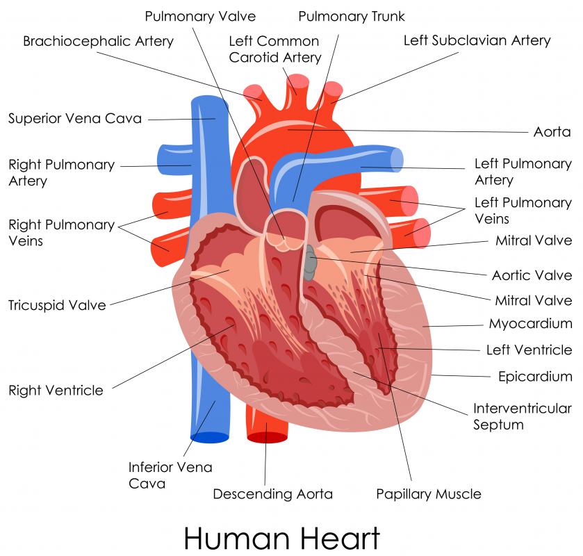 Human Blood Vessels Labeled / Artery - Wikipedia : They all have a small smooth inner layer of called the endothelium.