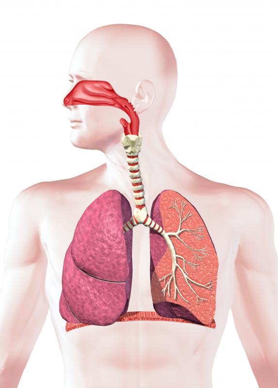 What Is the Connection between the Muscular System and Respiratory System?