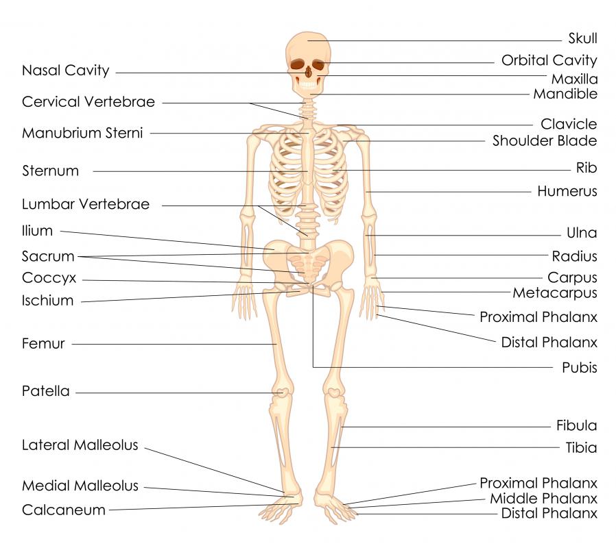 What is the Mandible? (with pictures)