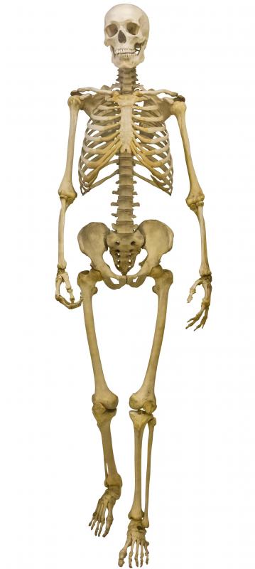 What is Skeletal Anatomy? (with pictures)